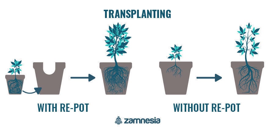 Want Bigger Yields Learn How And When To Transplant Your Cannabis Plants Zamnesia 9764